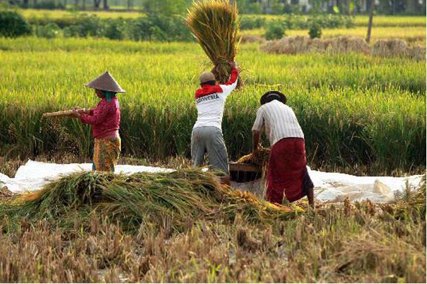 Potensi pertanian dan perkebunan 